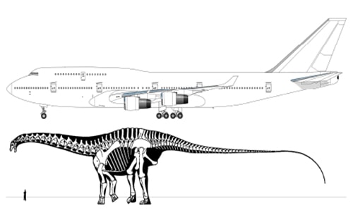 amphicoelias fragillimus skeleton